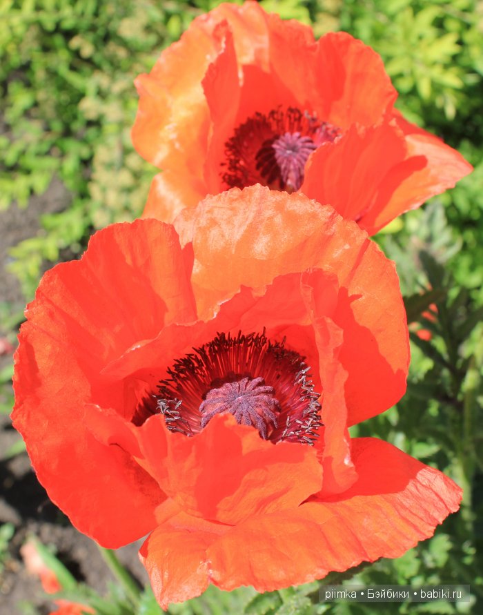 Заходите в наш сад. Дубль 1 | Бэйбики Заходите в наш сад. Дубль 1