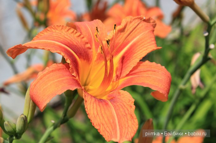 Заходите в наш сад. Дубль 1 | Бэйбики Заходите в наш сад. Дубль 1