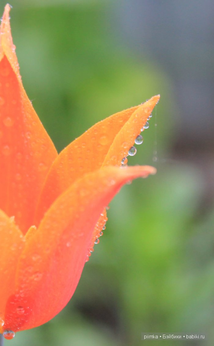 Заходите в наш сад. Дубль 1 | Бэйбики Заходите в наш сад. Дубль 1