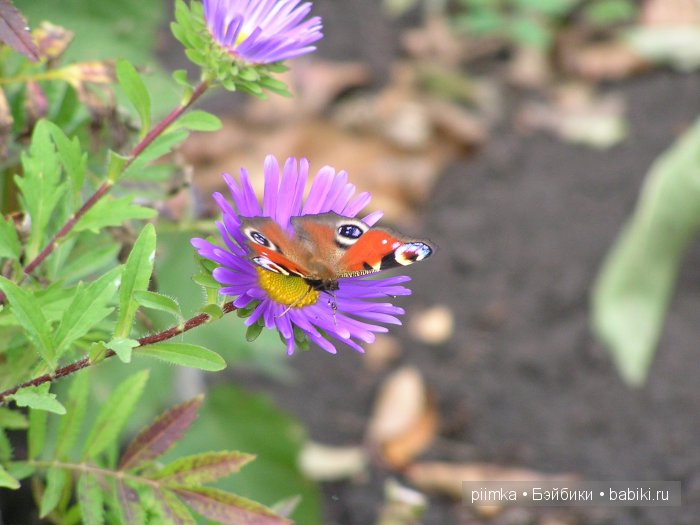 Заходите в наш сад. Дубль 1 | Бэйбики Заходите в наш сад. Дубль 1