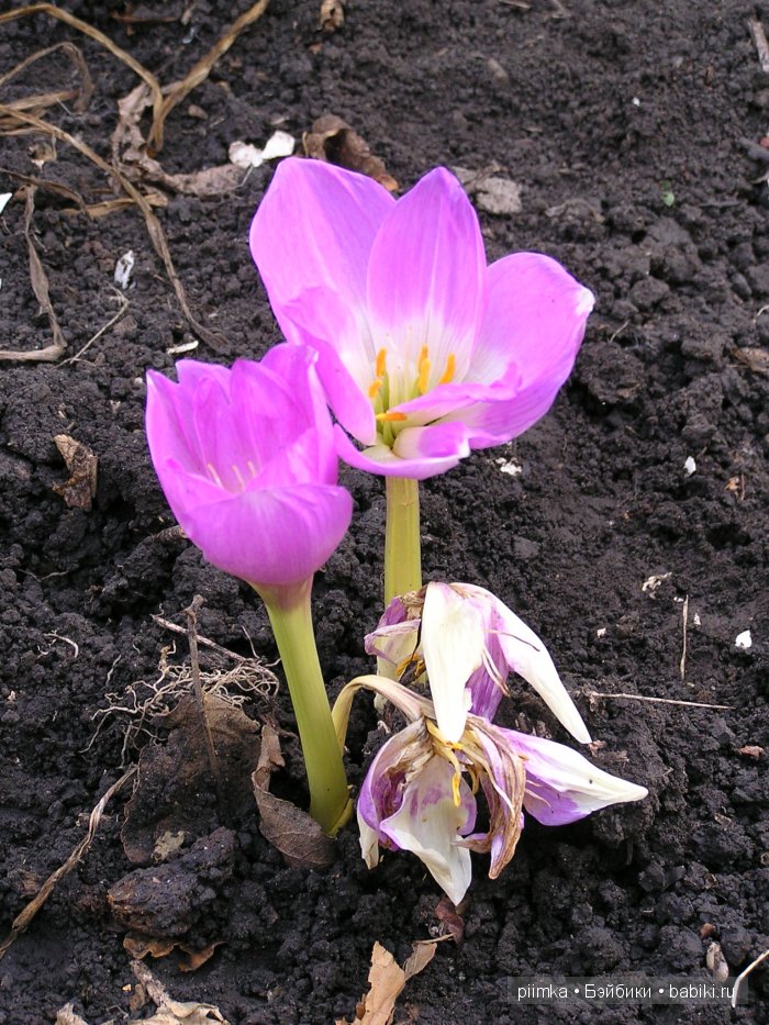 Заходите в наш сад. Дубль 1 | Бэйбики Заходите в наш сад. Дубль 1