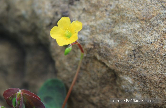 Заходите в наш сад. Дубль 2 | Бэйбики Заходите в наш сад. Дубль 2 (фото 3)