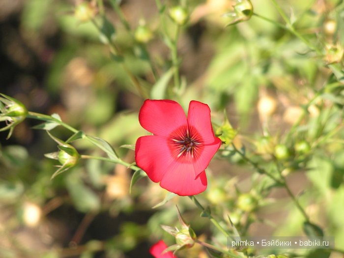 Заходите в наш сад. Дубль 1 | Бэйбики Заходите в наш сад. Дубль 1 (фото 6)