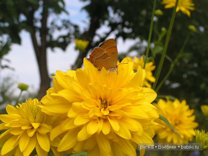 Заходите в наш сад. Дубль 1 | Бэйбики Заходите в наш сад. Дубль 1