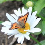 Заходите в наш сад. Дубль 2.