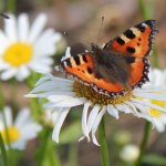 Заходите в наш сад. Дубль 1.