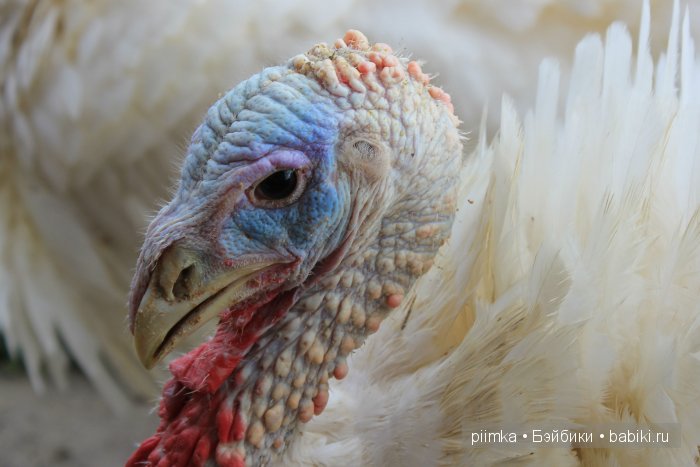 Однажды летом | Бэйбики Однажды летом — Болталка и разговоры обо всем: жизнь (фото 10)