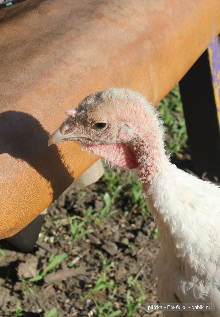 Однажды летом | Бэйбики Однажды летом — Болталка и разговоры обо всем: жизнь (фото 6)