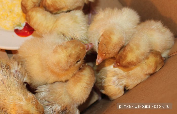 Однажды летом | Бэйбики Однажды летом — Болталка и разговоры обо всем: жизнь (фото 2)