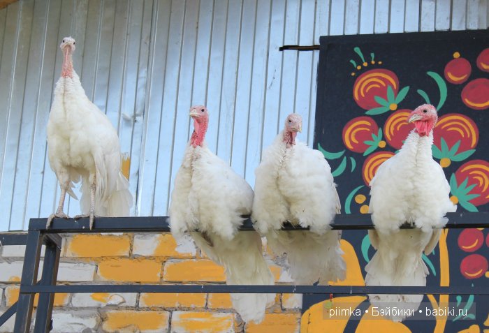 Однажды летом | Бэйбики Однажды летом — Болталка и разговоры обо всем: жизнь