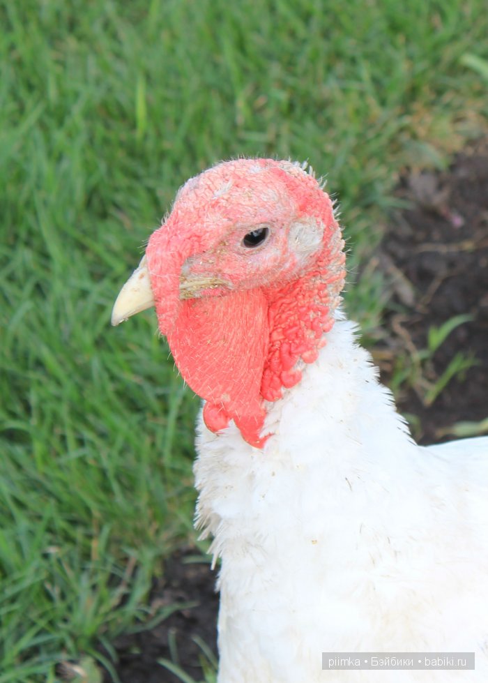 Однажды летом | Бэйбики Однажды летом — Болталка и разговоры обо всем: жизнь (фото 7)