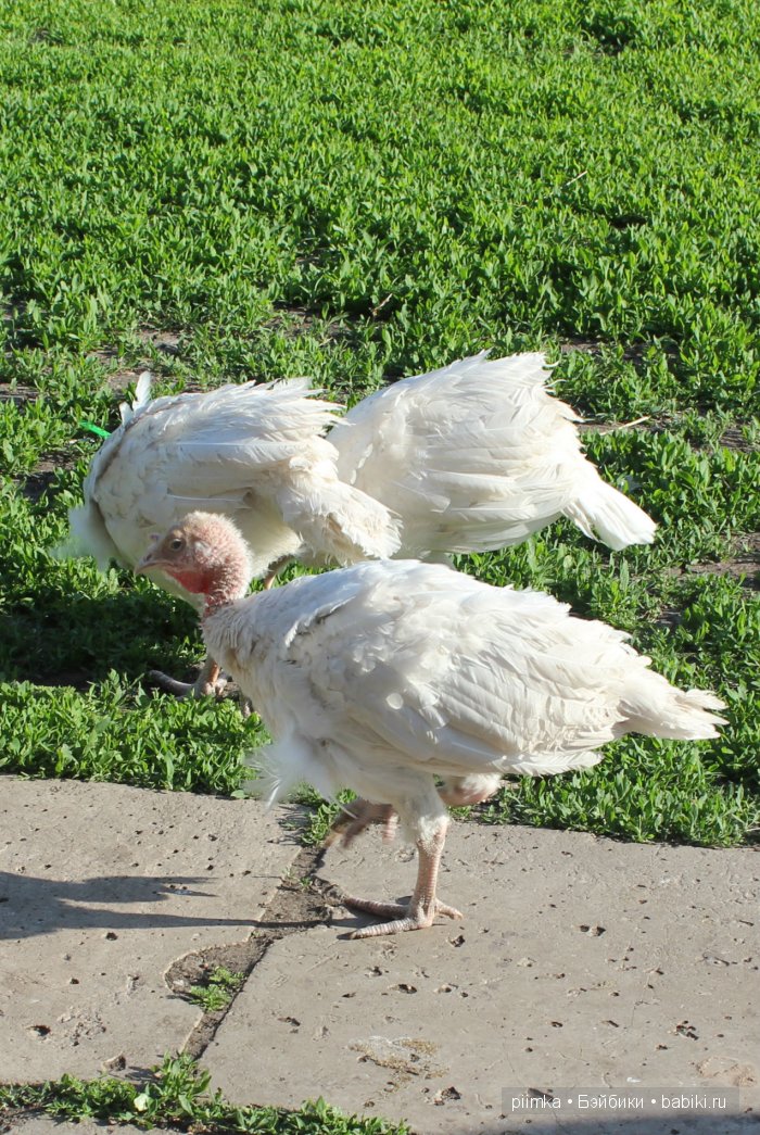 Однажды летом | Бэйбики Однажды летом — Болталка и разговоры обо всем: жизнь (фото 5)