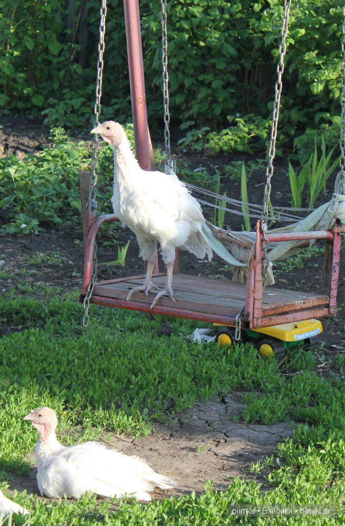 Однажды летом | Бэйбики Однажды летом — Болталка и разговоры обо всем: жизнь