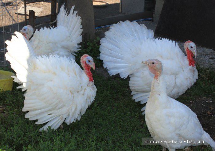 Однажды летом | Бэйбики Однажды летом — Болталка и разговоры обо всем: жизнь