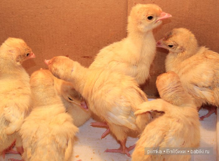 Однажды летом | Бэйбики Однажды летом — Болталка и разговоры обо всем: жизнь (фото 3)