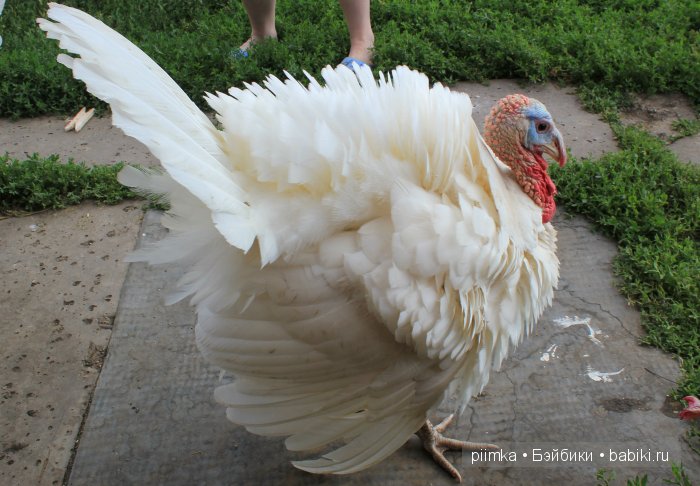 Однажды летом | Бэйбики Однажды летом — Болталка и разговоры обо всем: жизнь (фото 8)