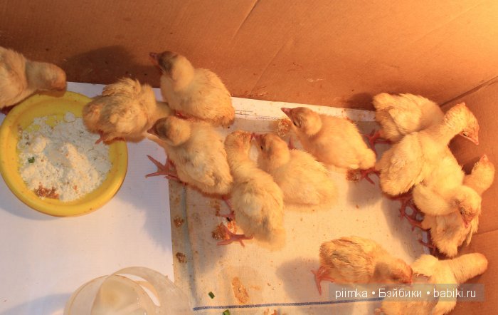 Однажды летом | Бэйбики Однажды летом — Болталка и разговоры обо всем: жизнь (фото 4)