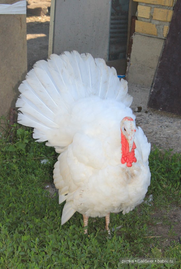 Однажды летом | Бэйбики Однажды летом — Болталка и разговоры обо всем: жизнь (фото 9)