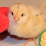 Однажды летом