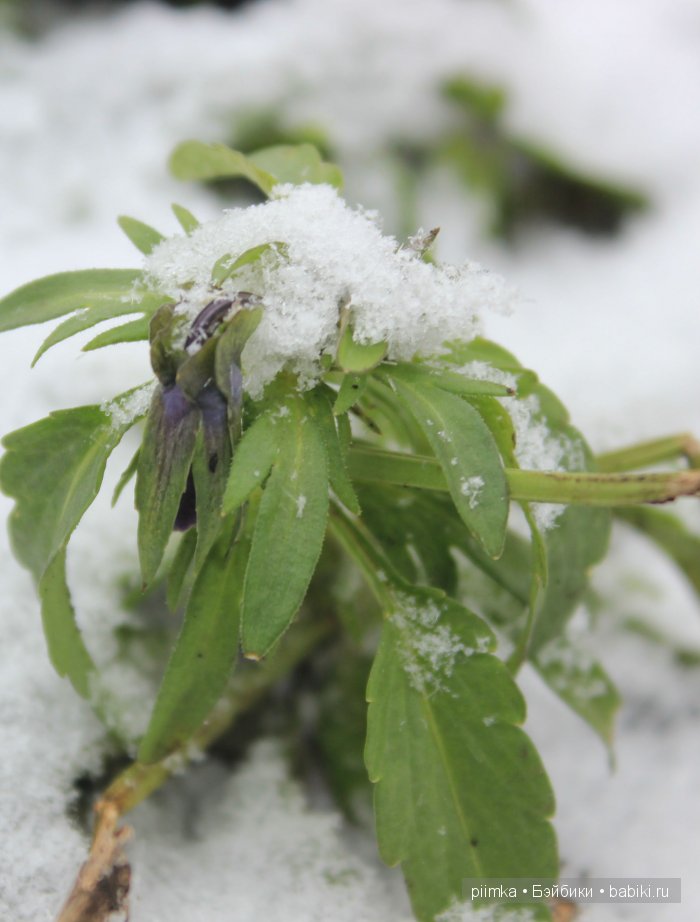 Навеяно осенними праздниками