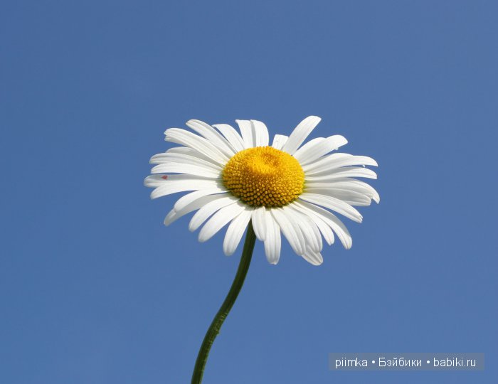 Банный день — Винтажные куклы ГДР (Немки): Бигги (фото 7)