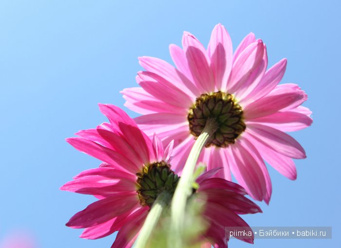 Розовое лето — Одежда и обувь для кукол BJD (БЖД): 1/3