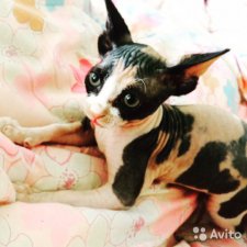 Просто так...