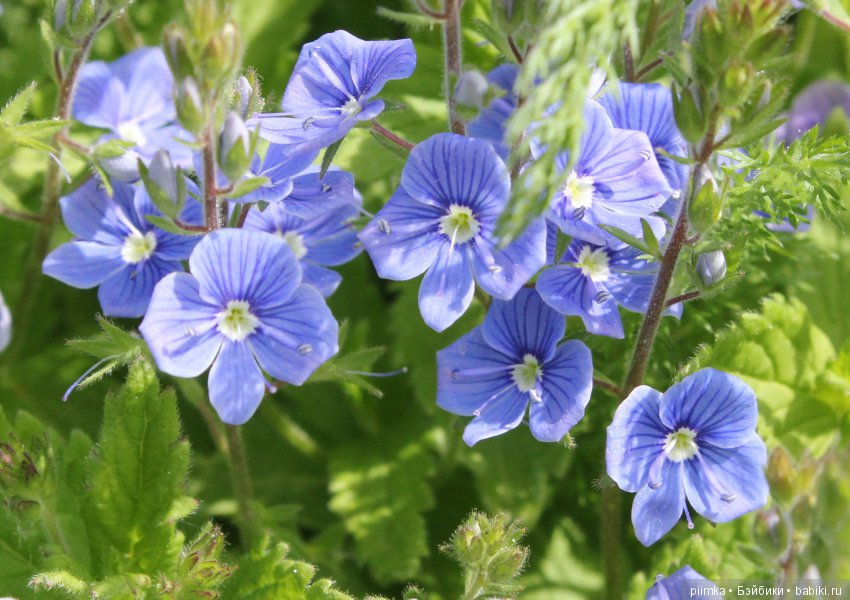 Каникулы в Простоквашино — Фотоистории с куклами BJD (БЖД): сериалы