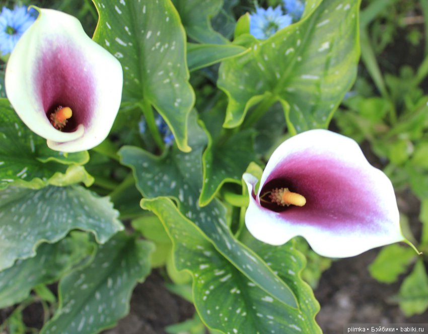 Каникулы в Простоквашино. Дубль четыре