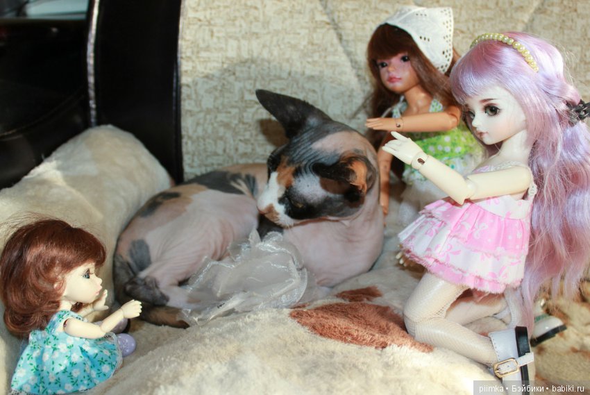 Как сделать кошку красивой (фото 8)