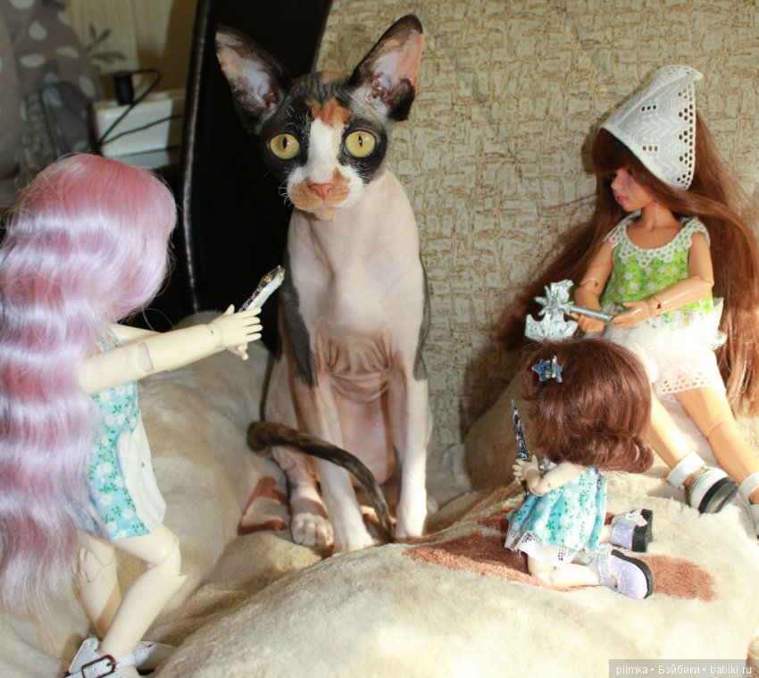 Как сделать кошку красивой