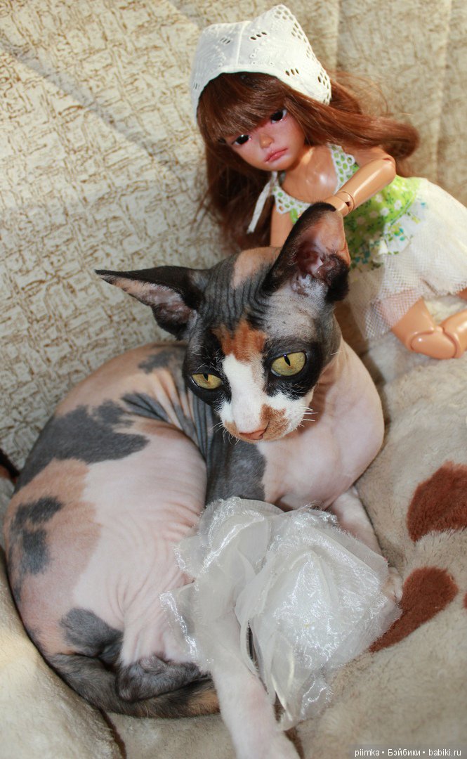 Как сделать кошку красивой (фото 5)