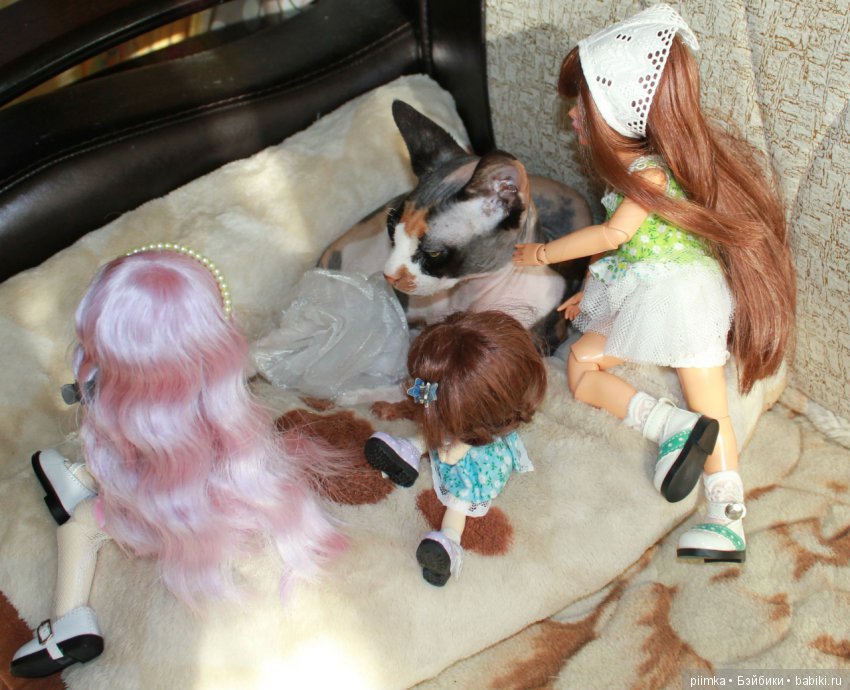 Как сделать кошку красивой (фото 4)