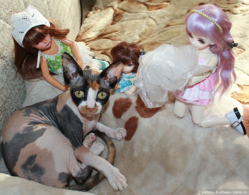 Как сделать кошку красивой (фото 3)