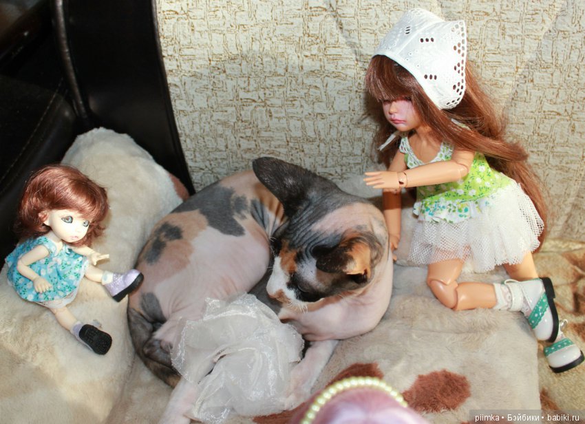 Как сделать кошку красивой (фото 6)