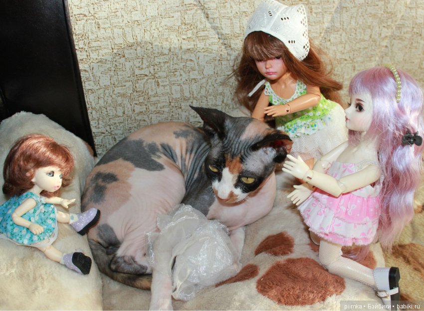 Как сделать кошку красивой (фото 7)