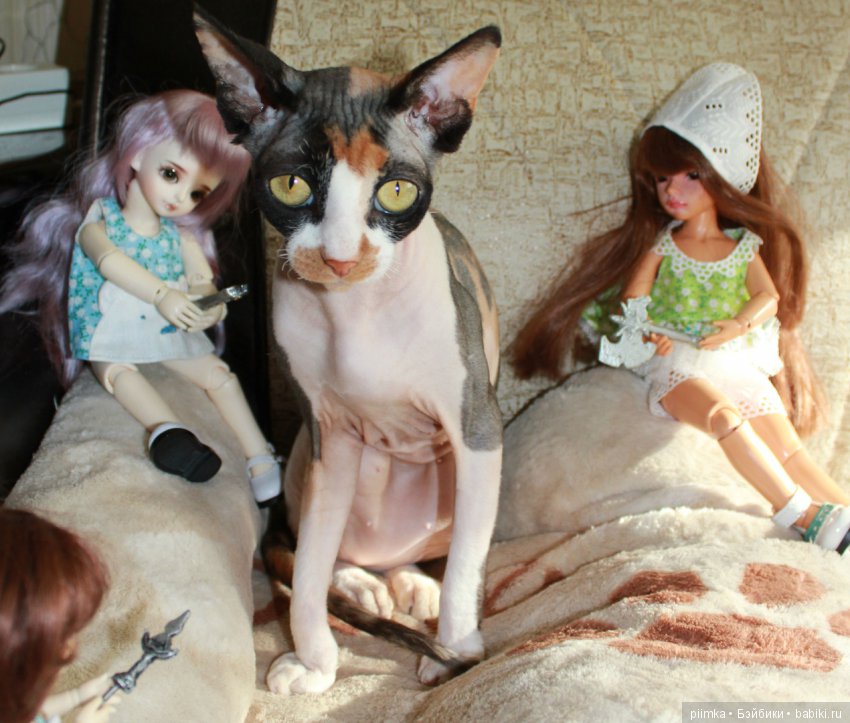 Как сделать кошку красивой (фото 2)