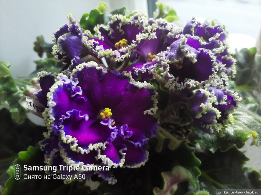 У меня завелся кот — Домашние фото авторских кукол: личные коллекции