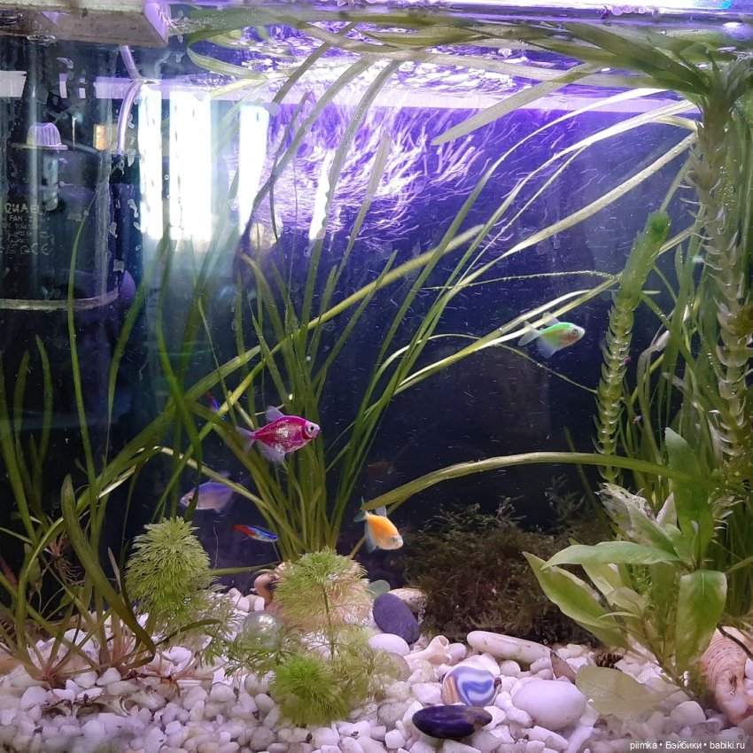 Утренняя рыбалка — Фотоистории с куклами BJD (БЖД): сериалы