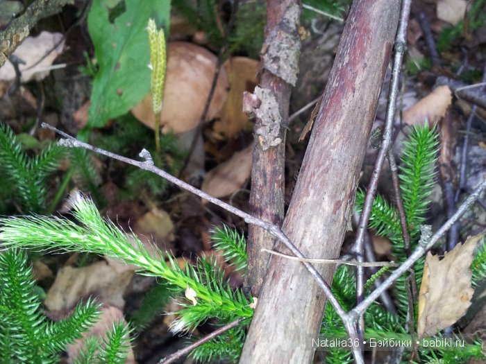 Осень. Грибная пора — Туризм и путешествия: фотоотчеты из поездок