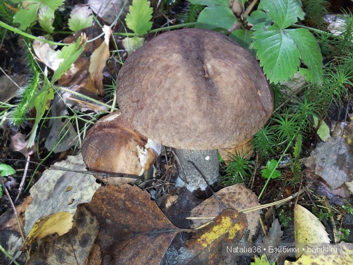 Осень. Грибная пора — Туризм и путешествия: фотоотчеты из поездок