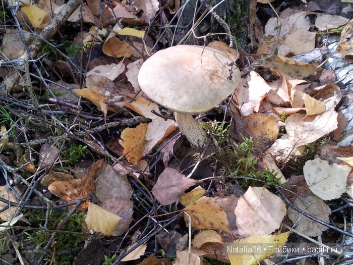 Осень. Грибная пора — Туризм и путешествия: фотоотчеты из поездок