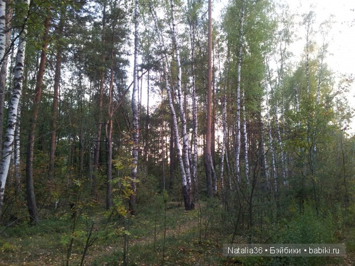 Осень. Грибная пора — Туризм и путешествия: фотоотчеты из поездок