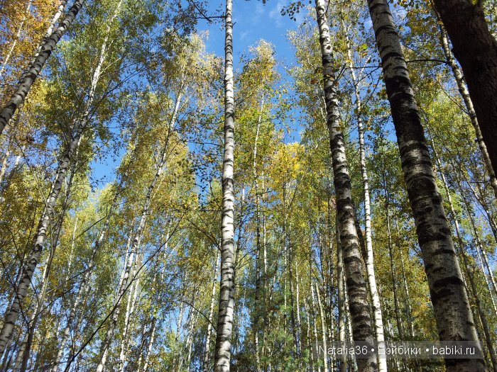 Осень. Грибная пора — Туризм и путешествия: фотоотчеты из поездок