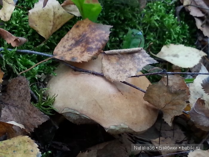 Осень. Грибная пора — Туризм и путешествия: фотоотчеты из поездок