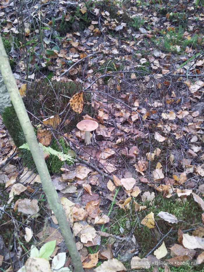 Осень. Грибная пора — Туризм и путешествия: фотоотчеты из поездок