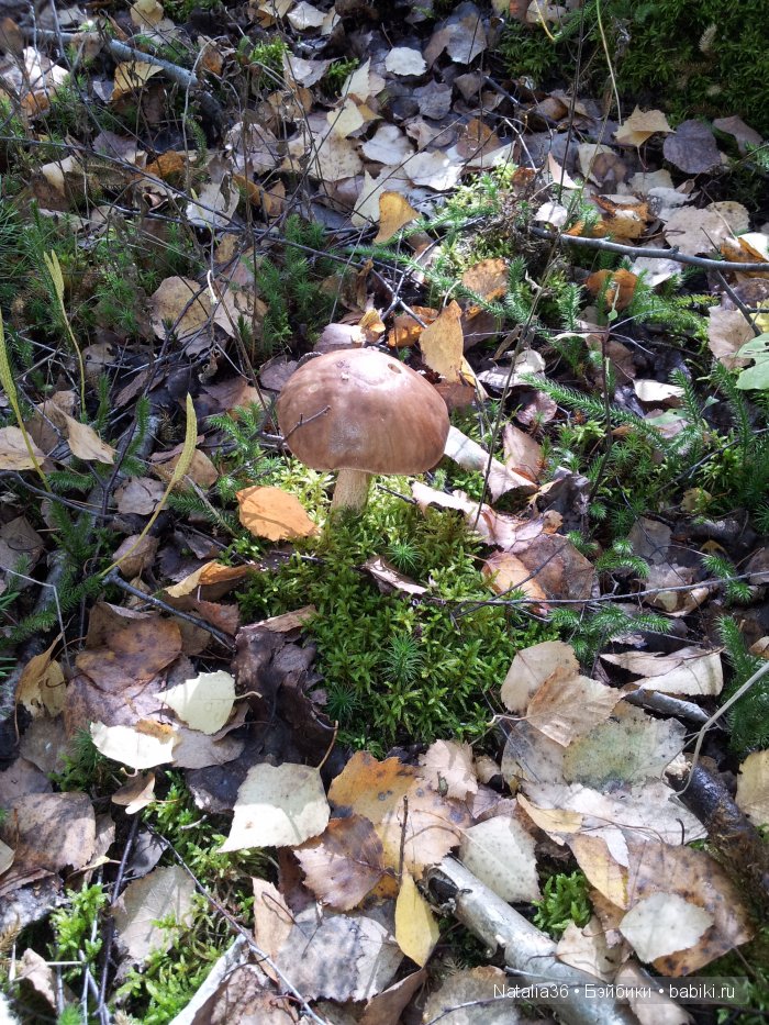 Осень. Грибная пора — Туризм и путешествия: фотоотчеты из поездок