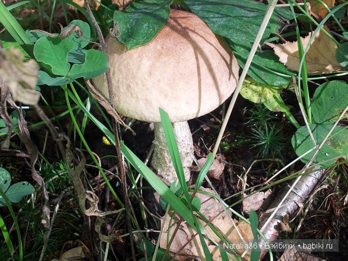 Осень. Грибная пора — Туризм и путешествия: фотоотчеты из поездок