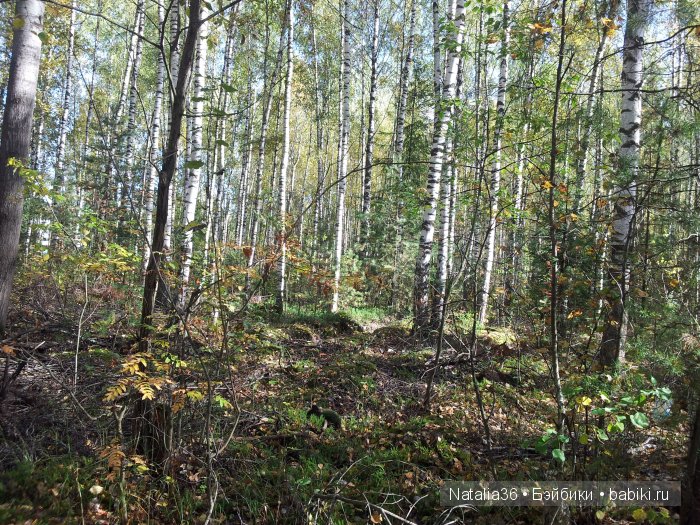 Осень. Грибная пора — Туризм и путешествия: фотоотчеты из поездок