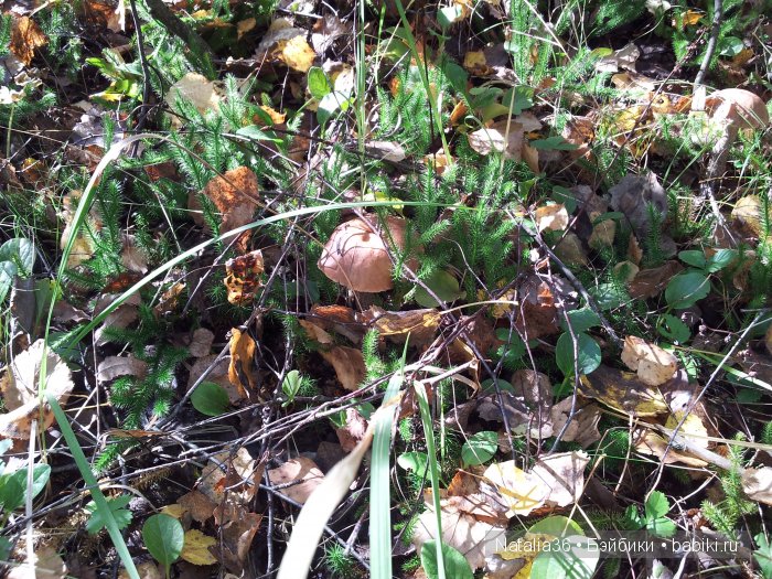 Осень. Грибная пора — Туризм и путешествия: фотоотчеты из поездок